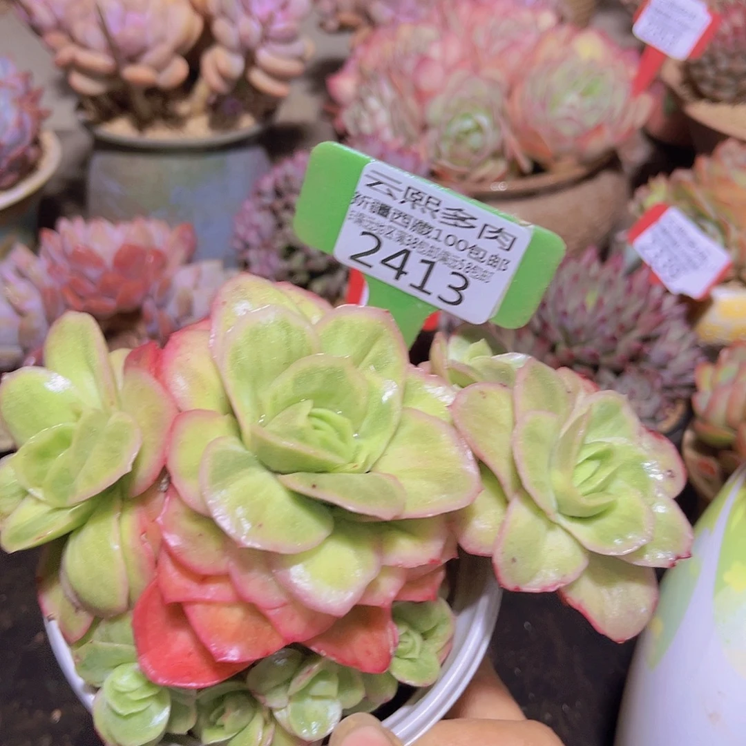 2413冰玫瑰锦多肉植物