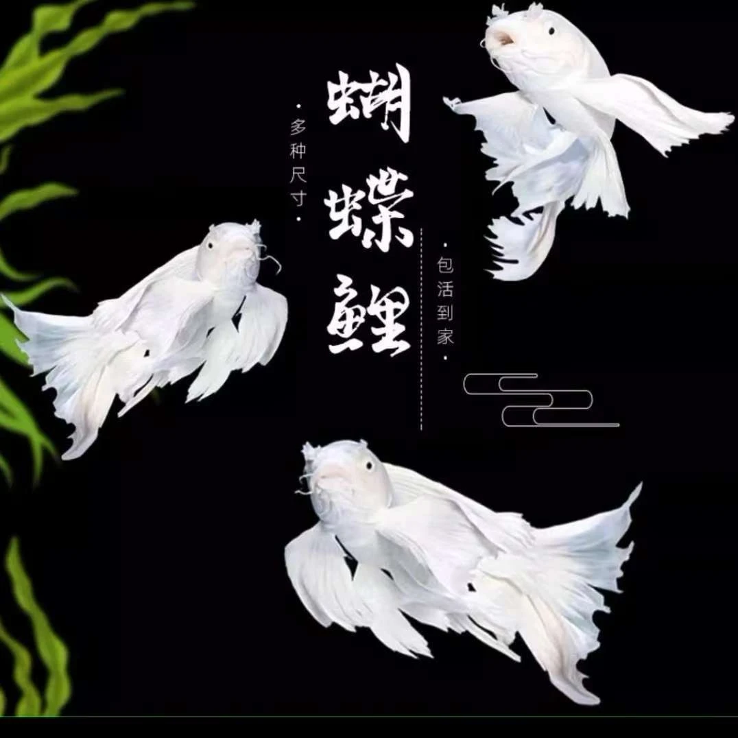 锦鲤观赏鱼 石膏白蝴蝶鲤黄金鲤金猫蝴蝶鲤（冷水鱼）