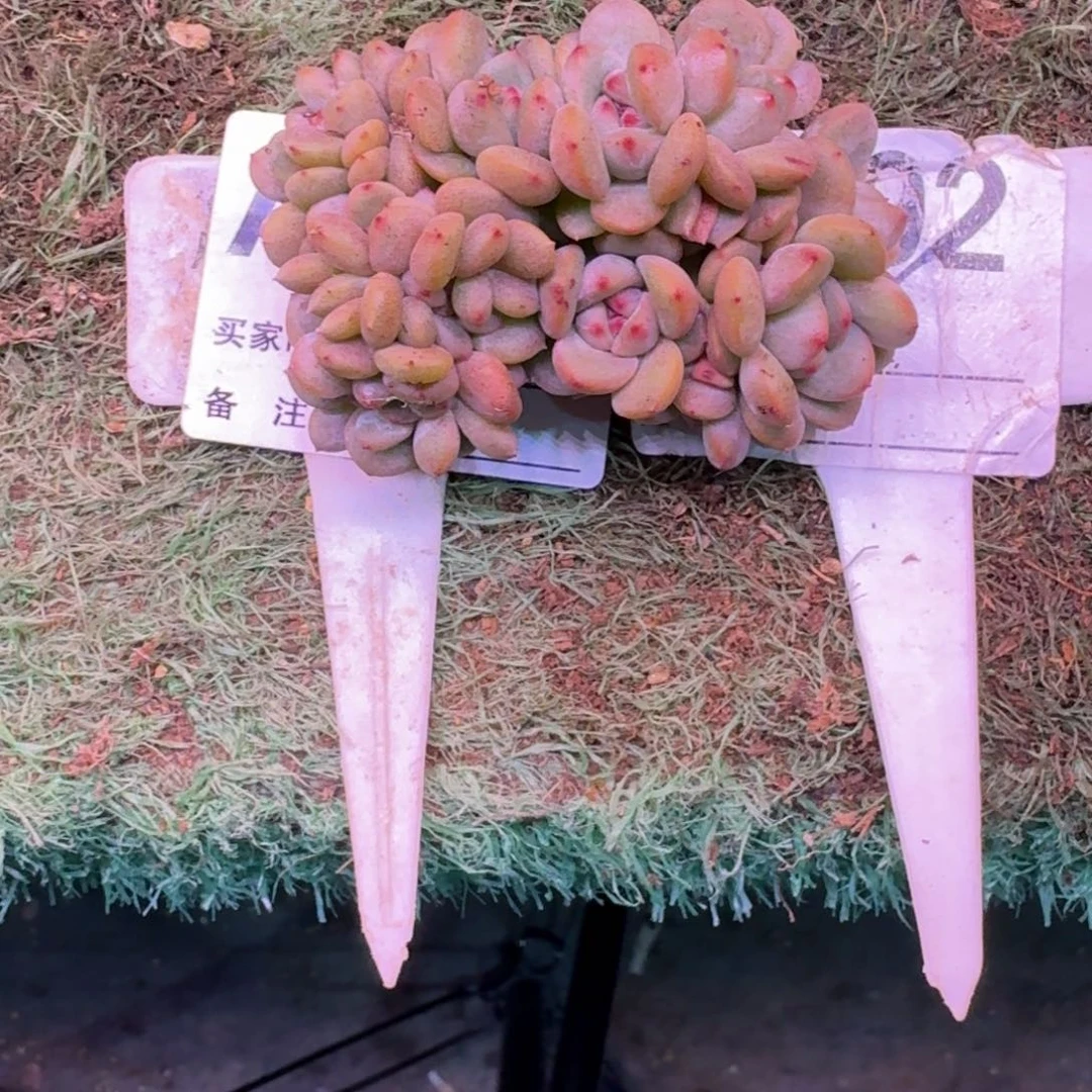 甜*星影缀化多肉专拍