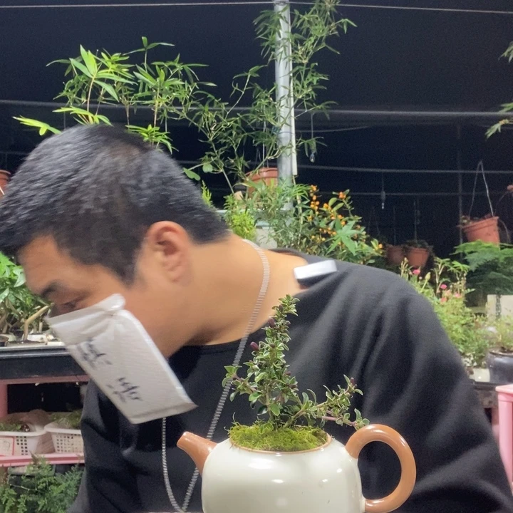 鱼***f以实际为准盆景绿植盆栽63