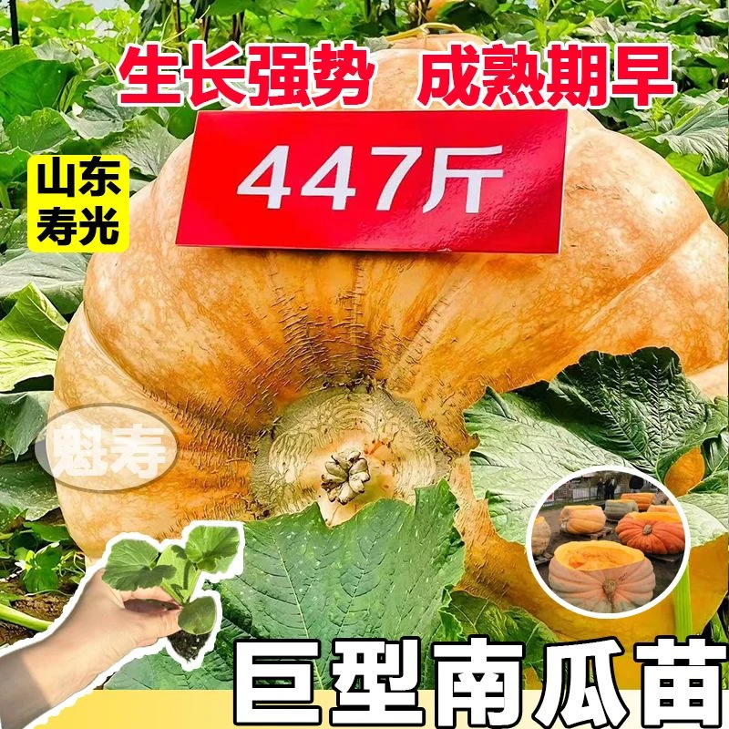 巨型南瓜苗大南瓜秧苗高产南瓜种籽春秋四季庭院大田种食用蔬菜苗