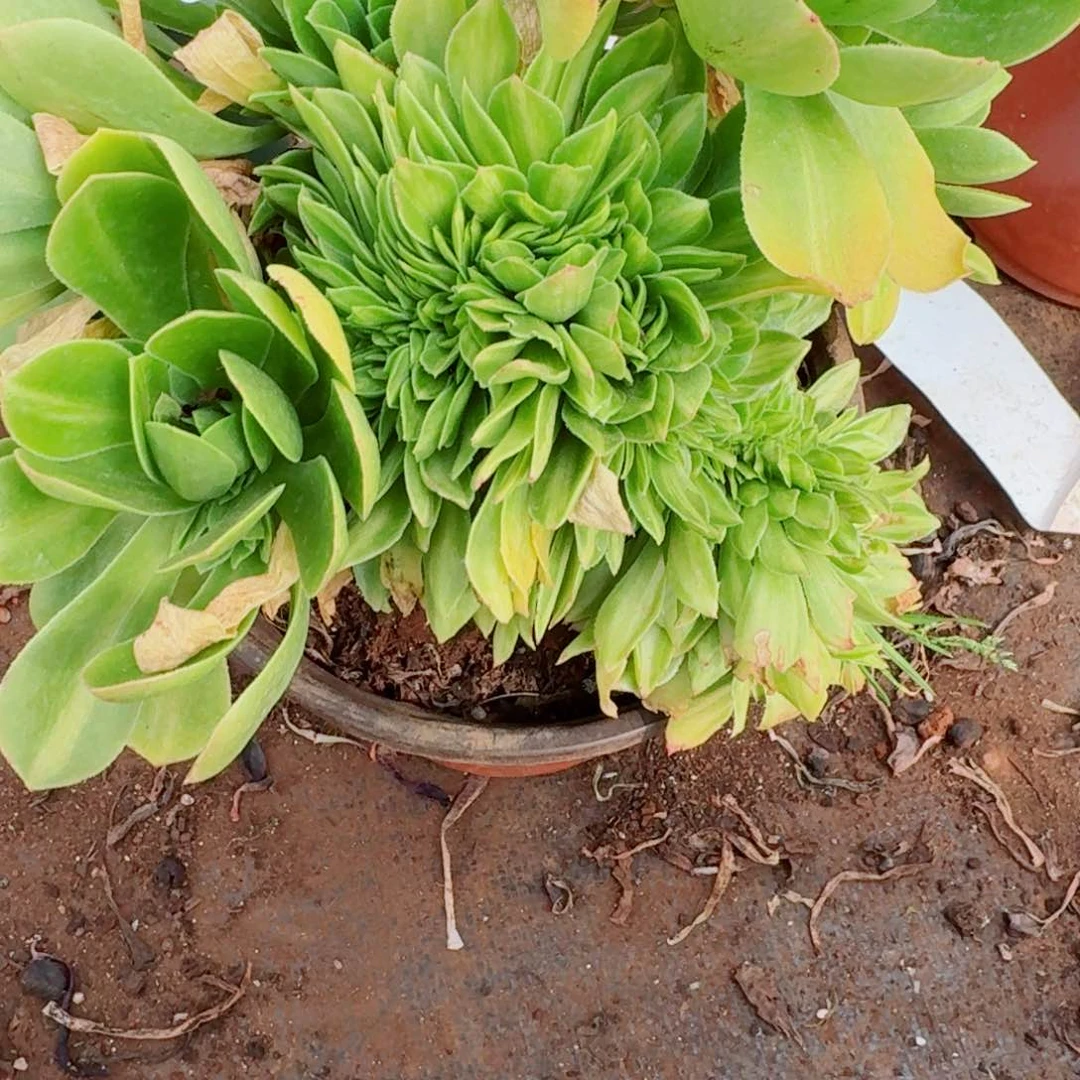 你289 号多肉法师植物特价活动
