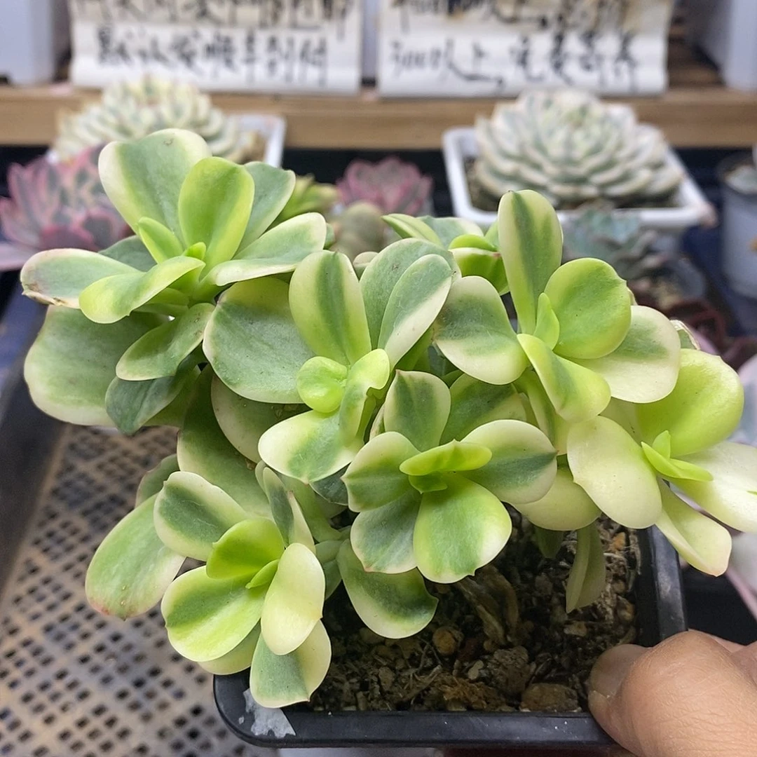 1388 红梅覆轮锦群有砍