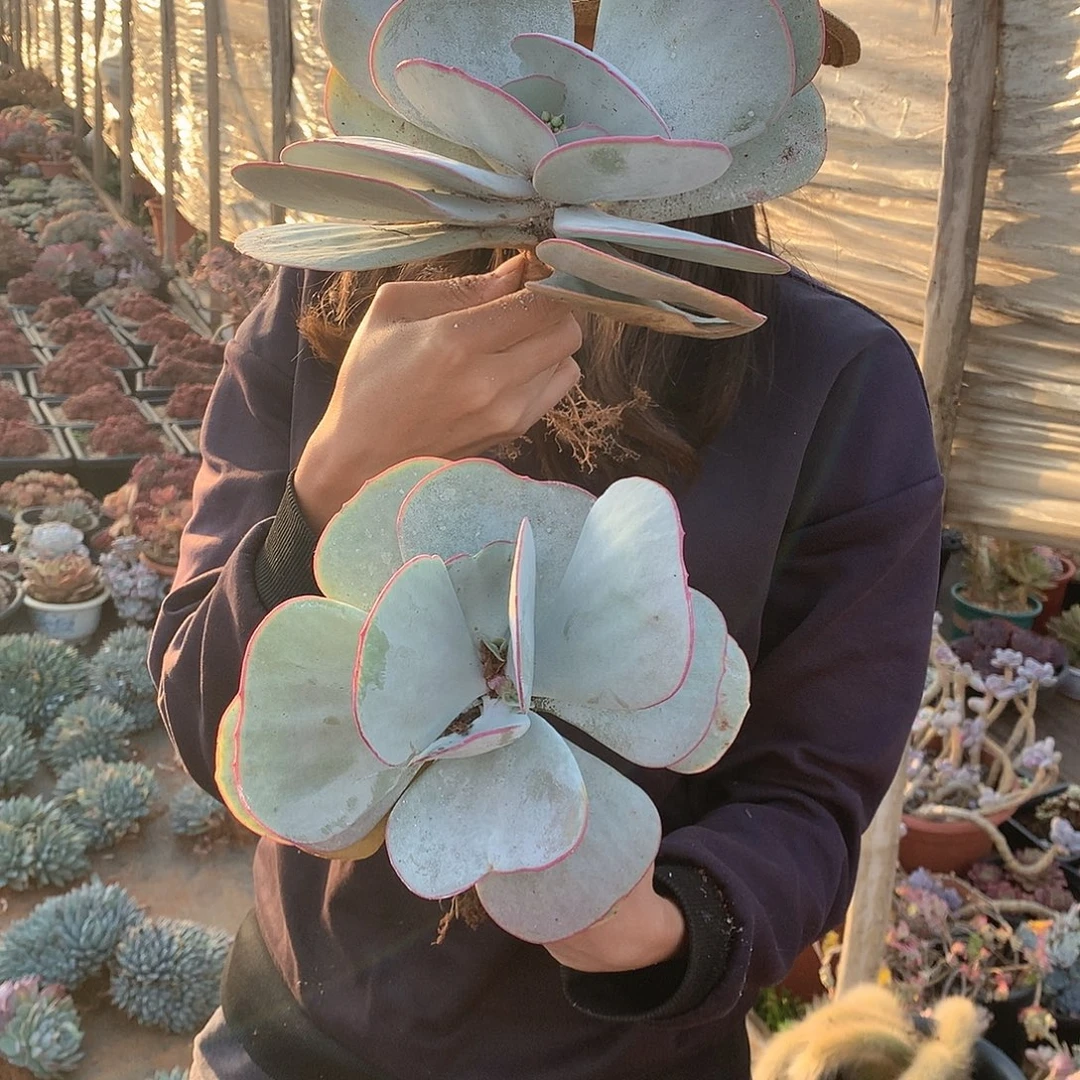 白眉2颗9.9米 年底福利