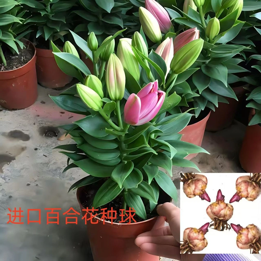进口多头香水百合花种球耐寒热四季种植室内外浇水花卉盆栽紫红色