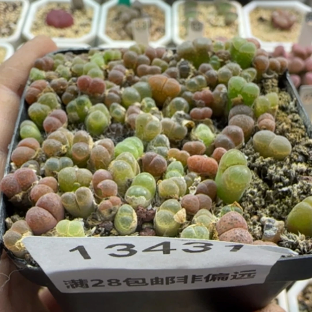 【闪购商品】是**?13431