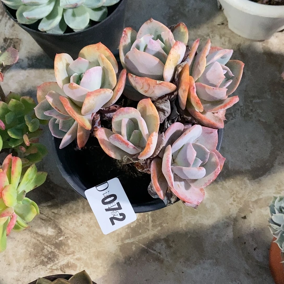 请***己072血凤多肉植物