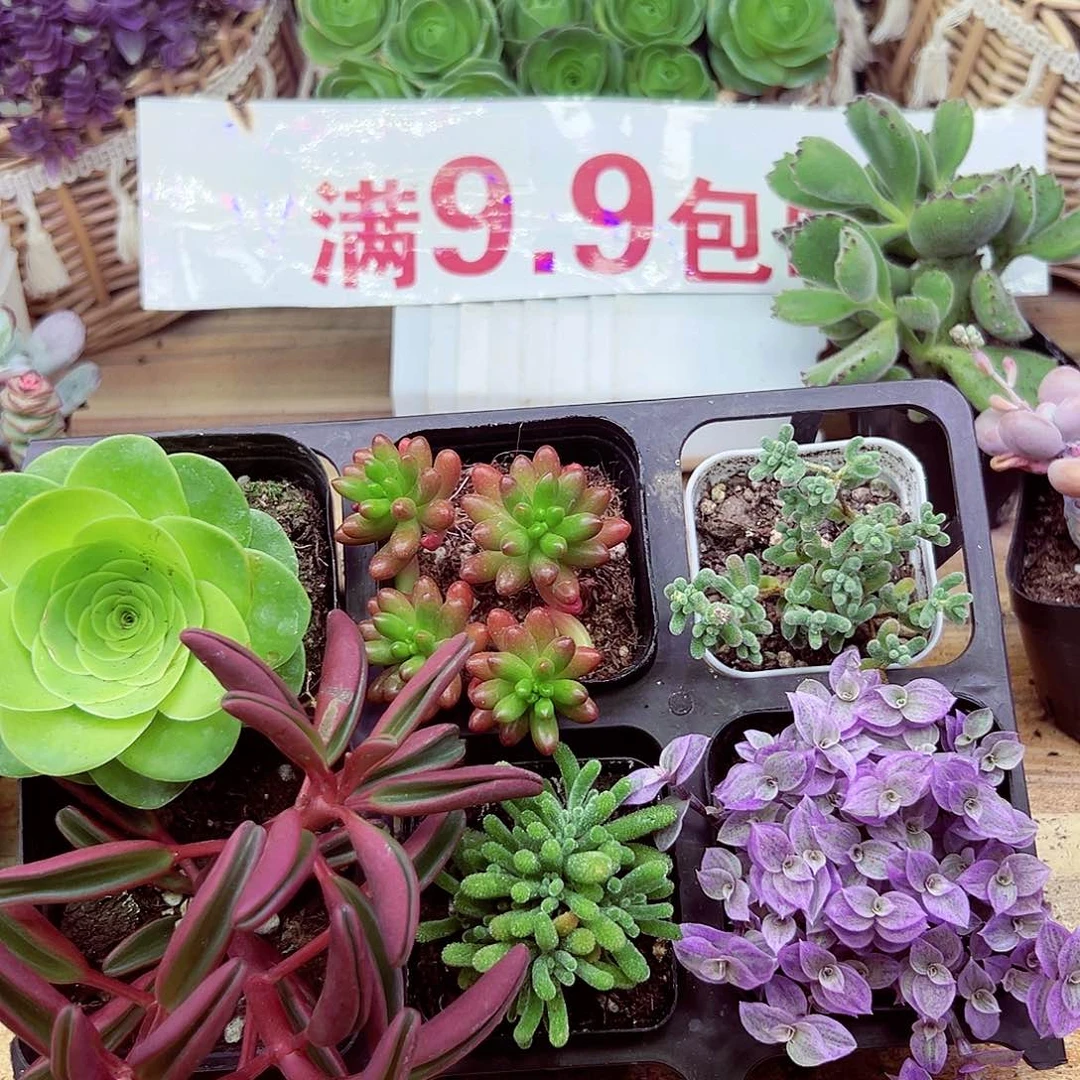 带盆套餐7 带盆发