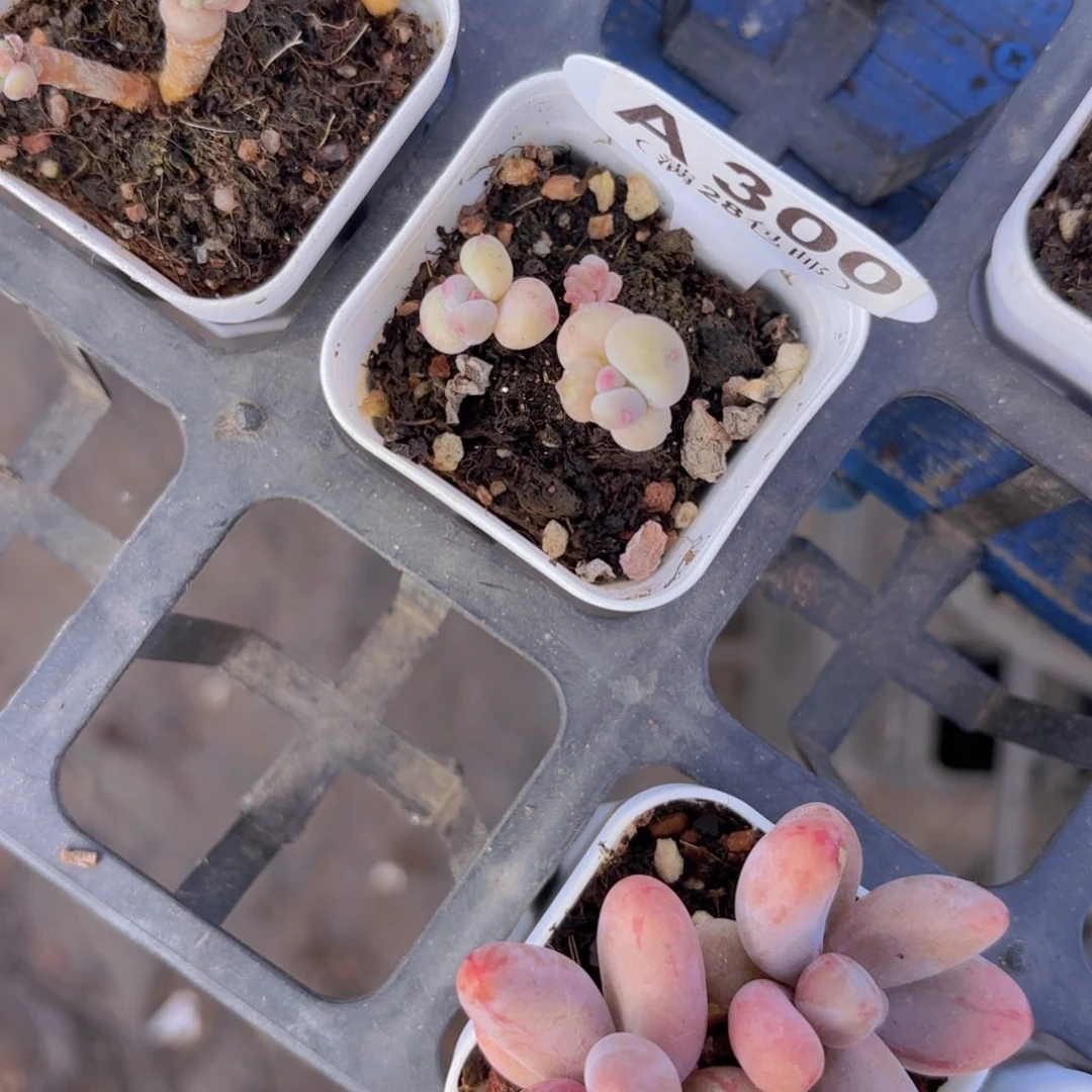 A300萤火虫一物一拍