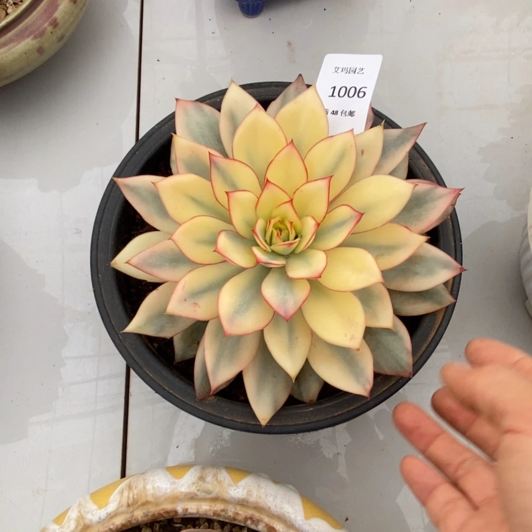 月光女神锦单头多肉多肉006