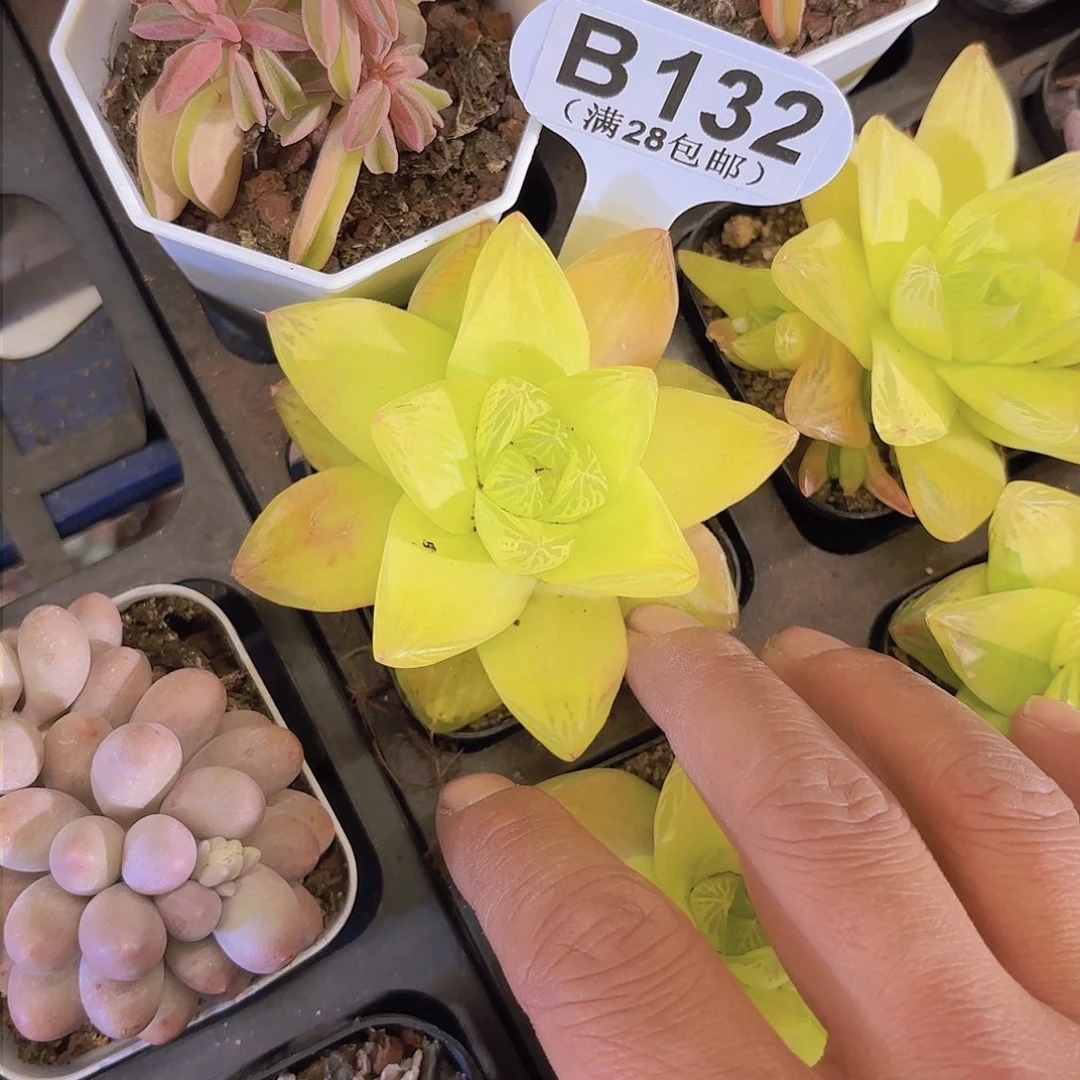 B132黄金茅草一物一拍