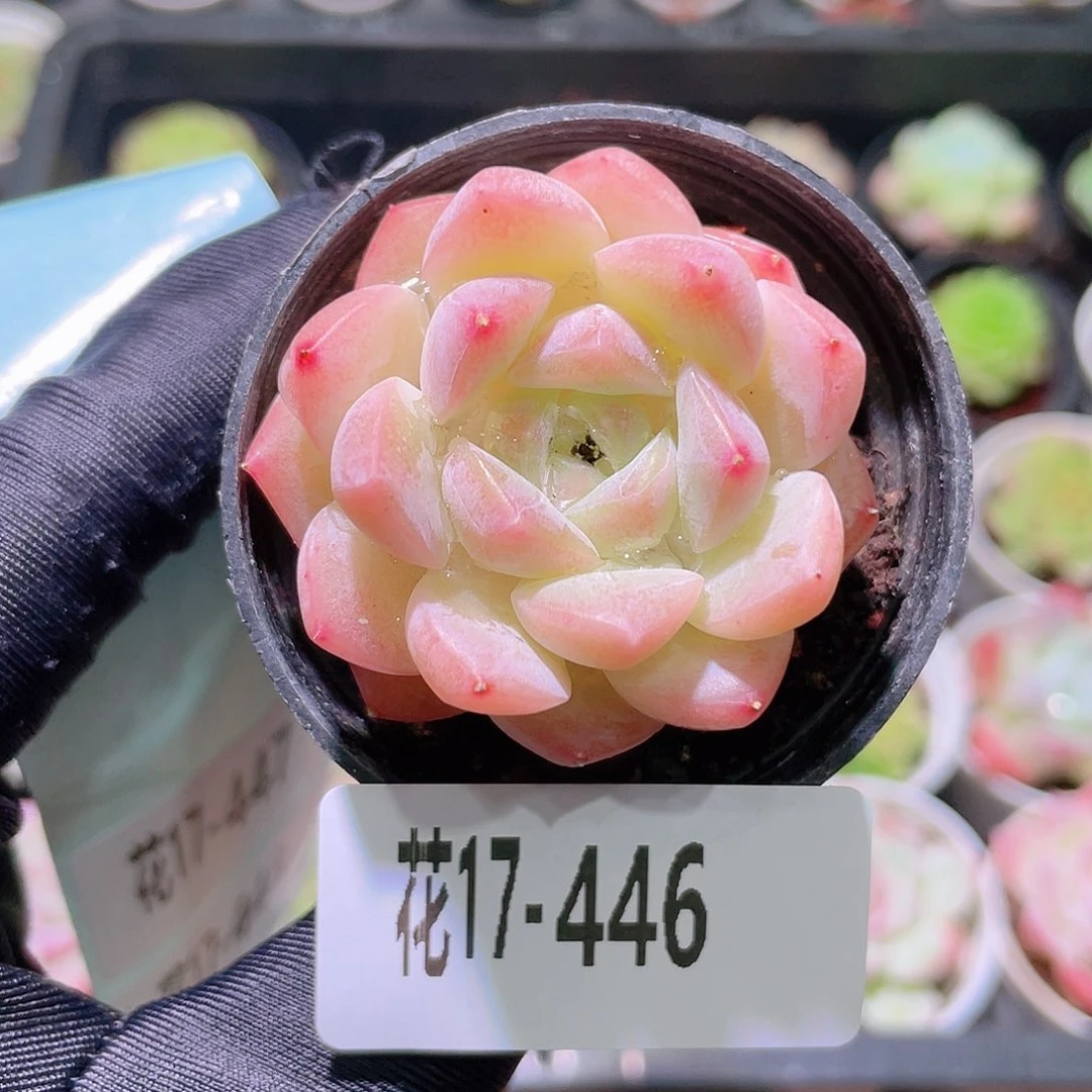 花利美17-446新品