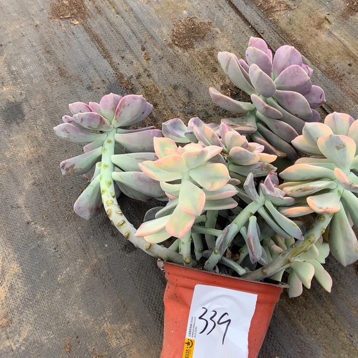 咪***啦紫乐锦339 晓晓一物一拍