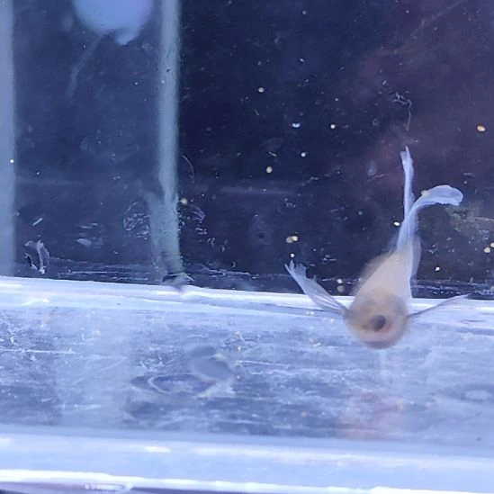 孔雀鱼3蓝礼服玻璃大C两母