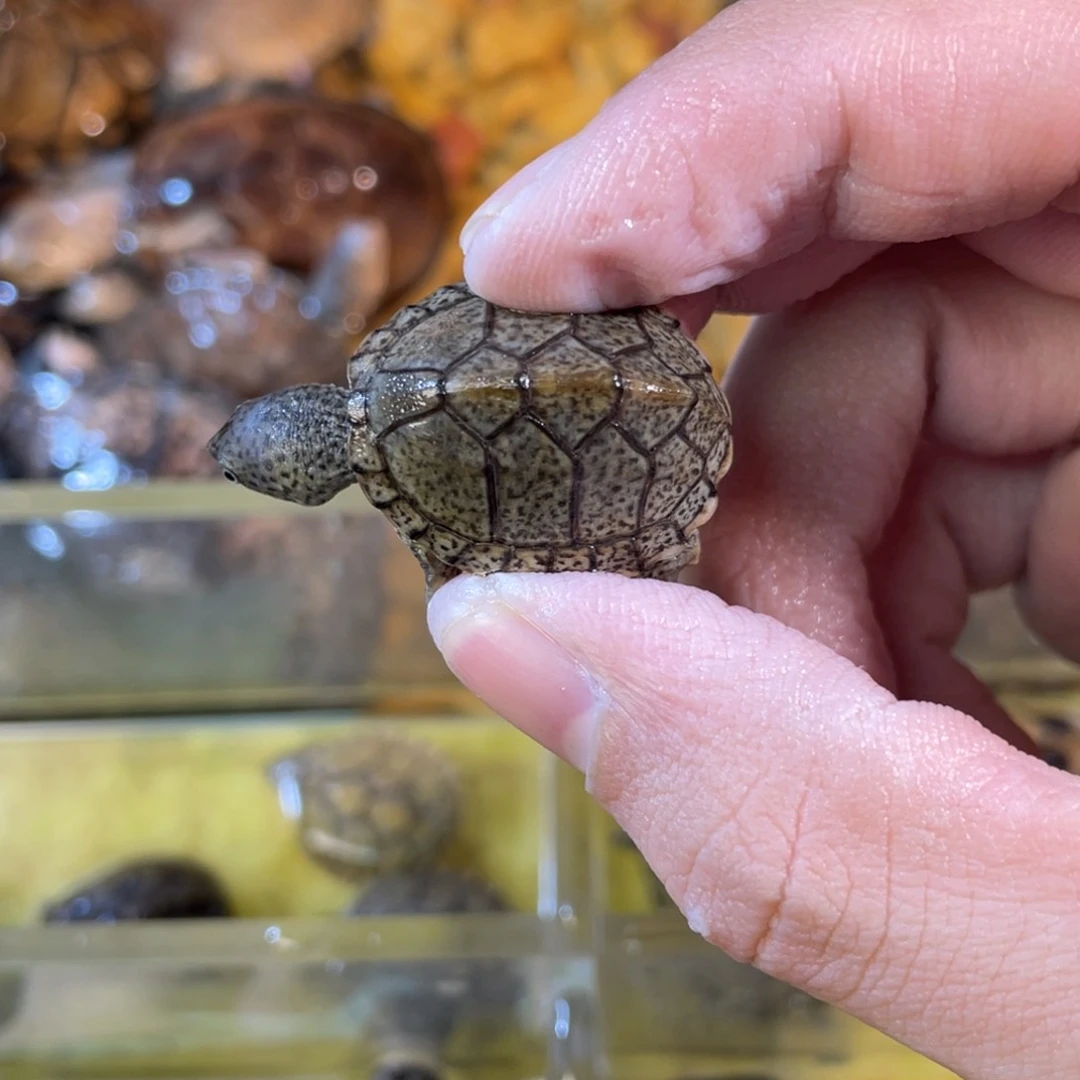 母孙*阳点点滴滴的订单