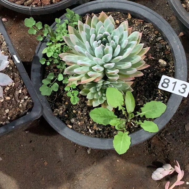 813 一物一拍多肉