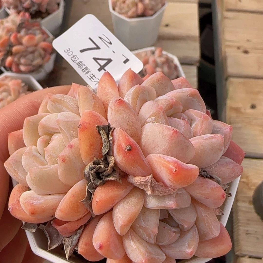 太妃糖三头老桩一颗脱土