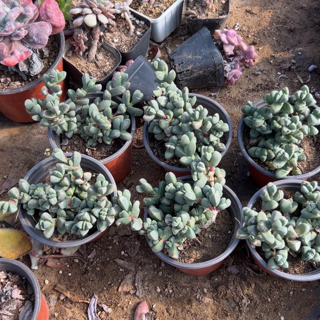 多肉植物多肉植物