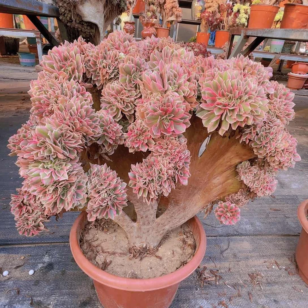 【闪购商品】无花朵粉女巫