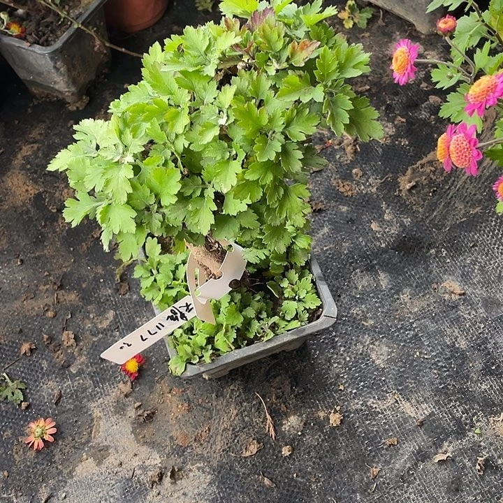 天***色完全开放30菊花菊花菊花