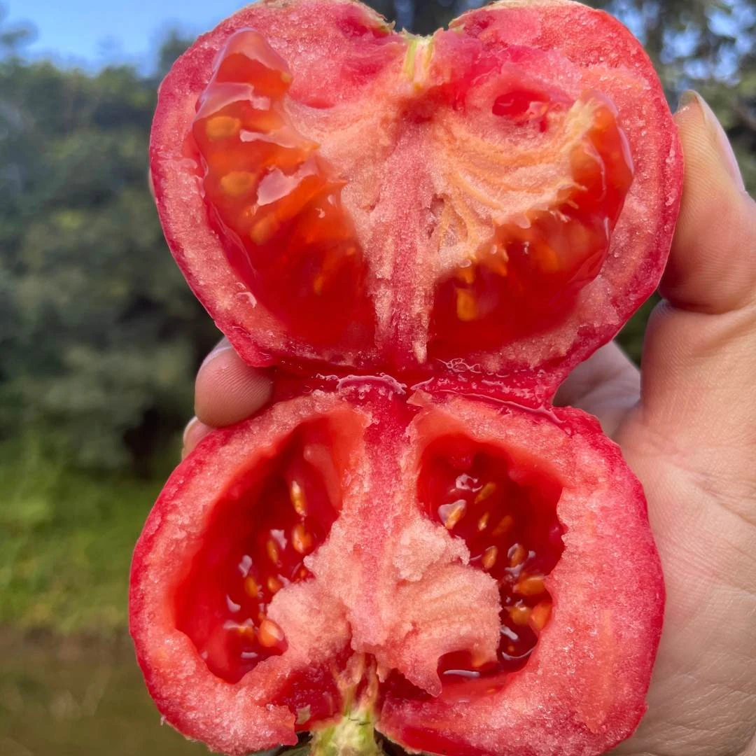 【顺丰包邮】农家老品种番茄酸甜口感