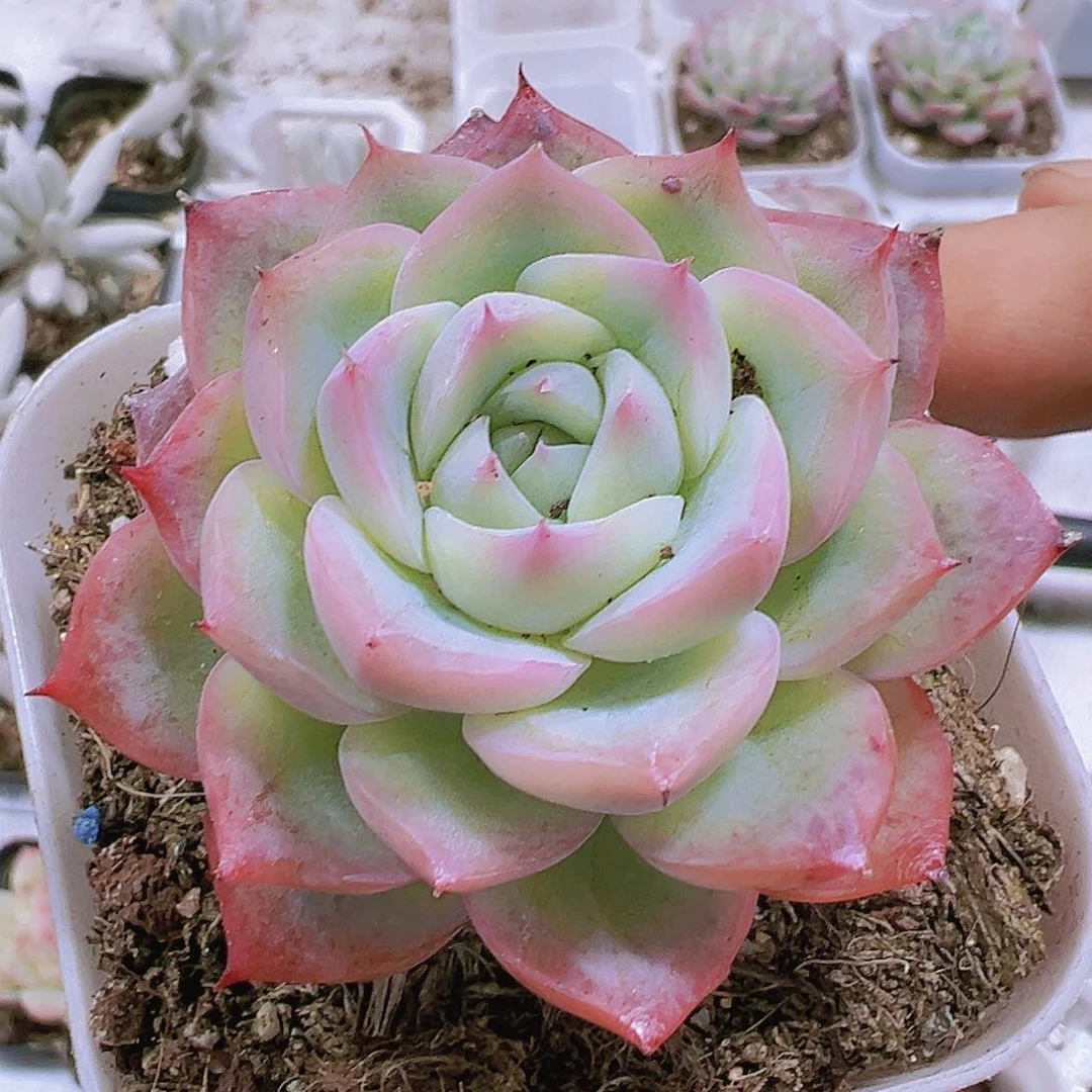 粉水晶19包邮多肉植物