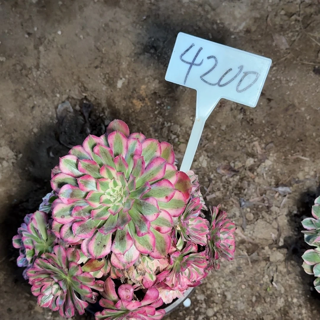 4200红铜壶多肉法师多肉