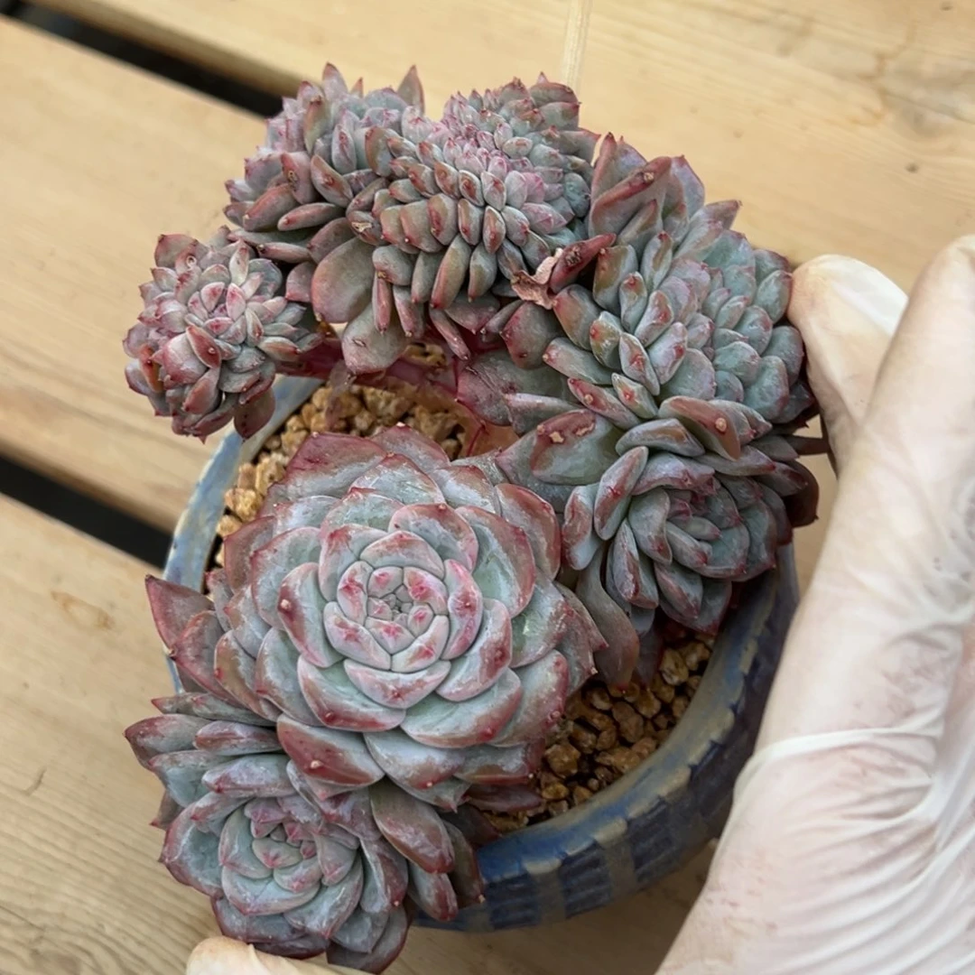 木**彤新年快乐 新年快乐 新年快乐