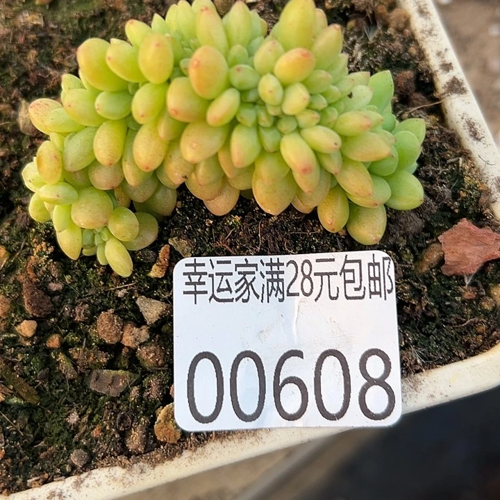 幸运的是我还没遇到过幸运