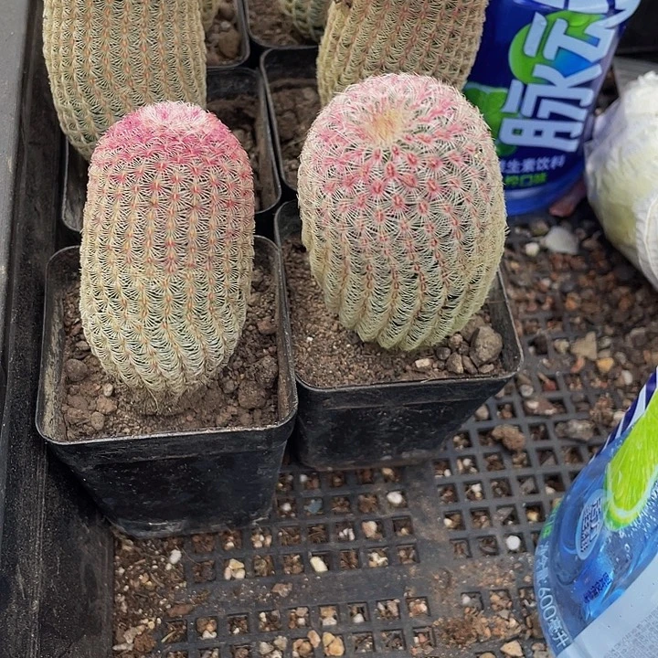 红太阳带盆土发货
