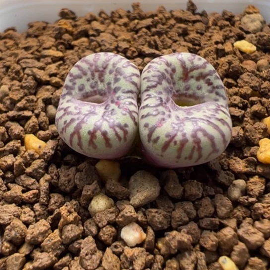 长流水霓虹安贞一颗678。