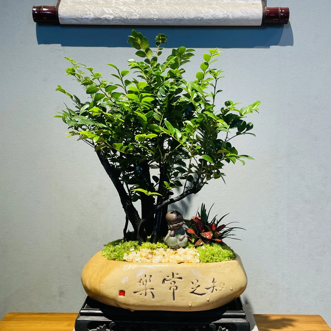 知足常乐盆丛林造型小叶紫檀黑骨茶