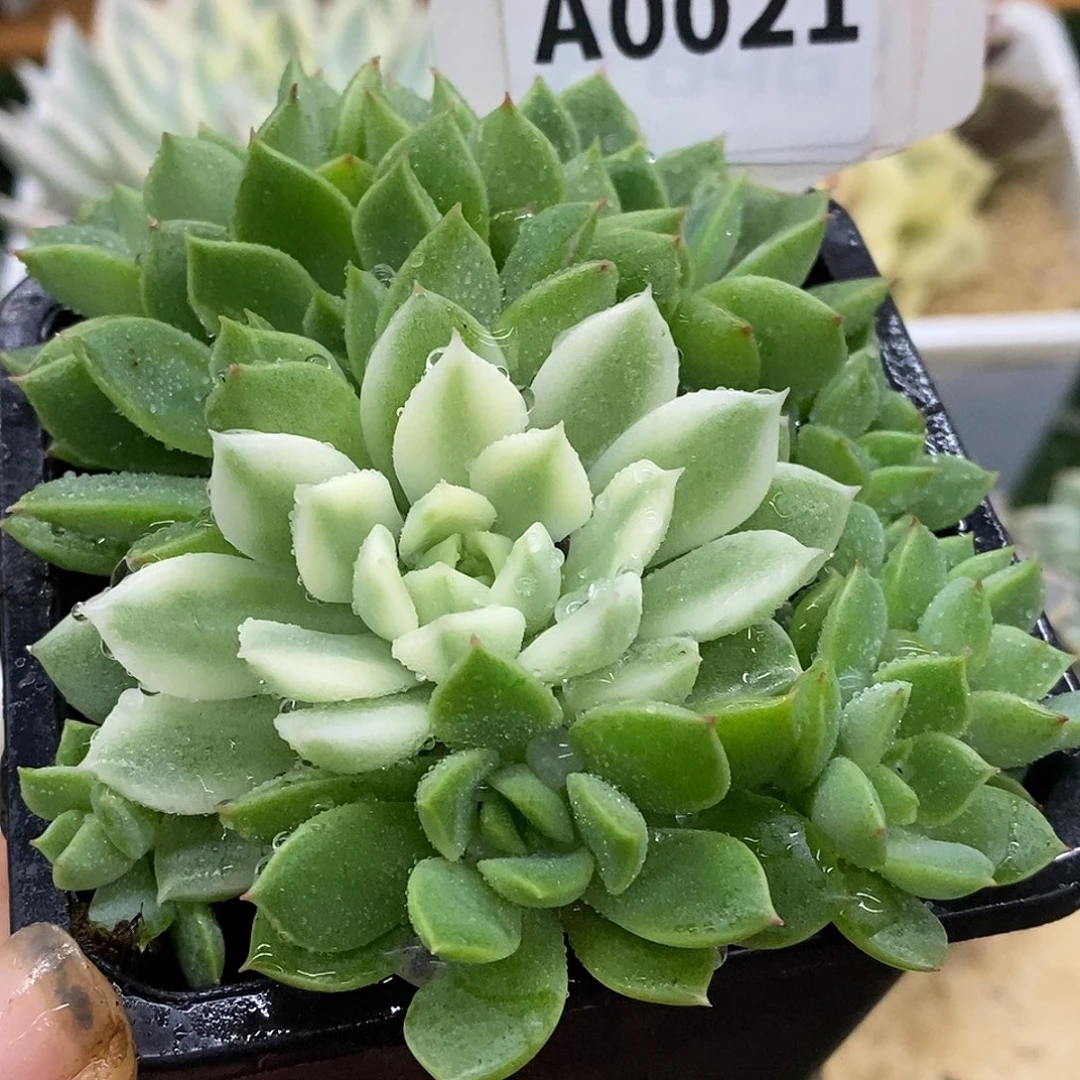21长岛群生哈哈哈哈哈哈哈