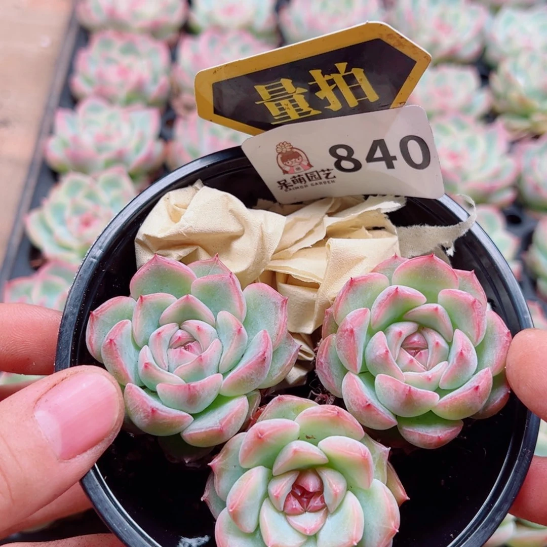 多肉植物多肉植物