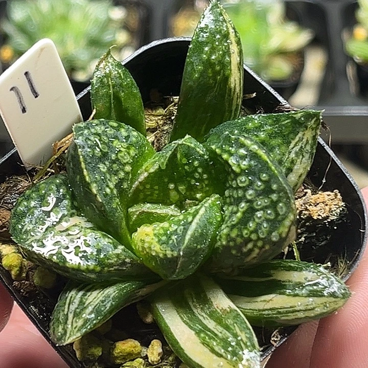11巨大丸叶紫禁城锦
