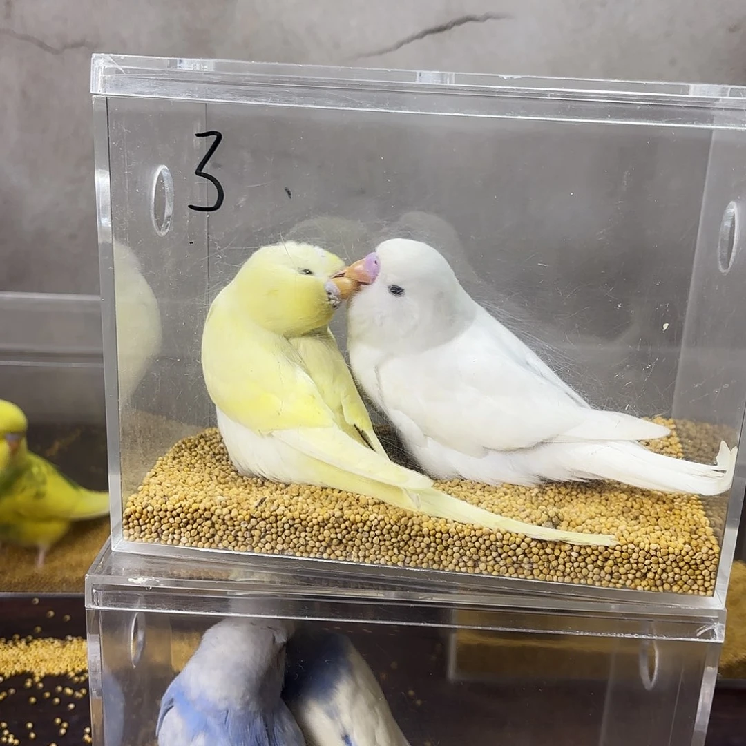 L***g虎皮鹦鹉大头一对