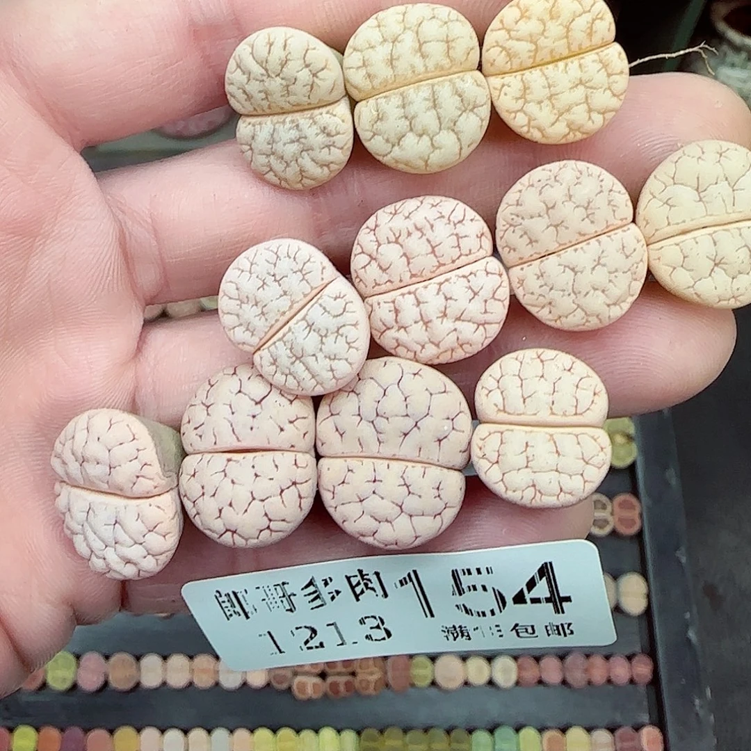 小***辉满满18包邮1213-154