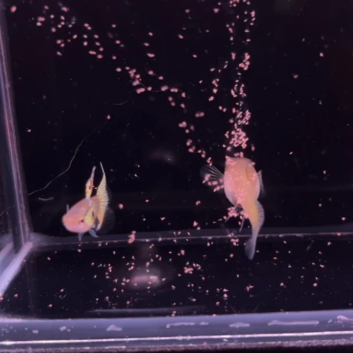 孔雀鱼霓虹精灵1对