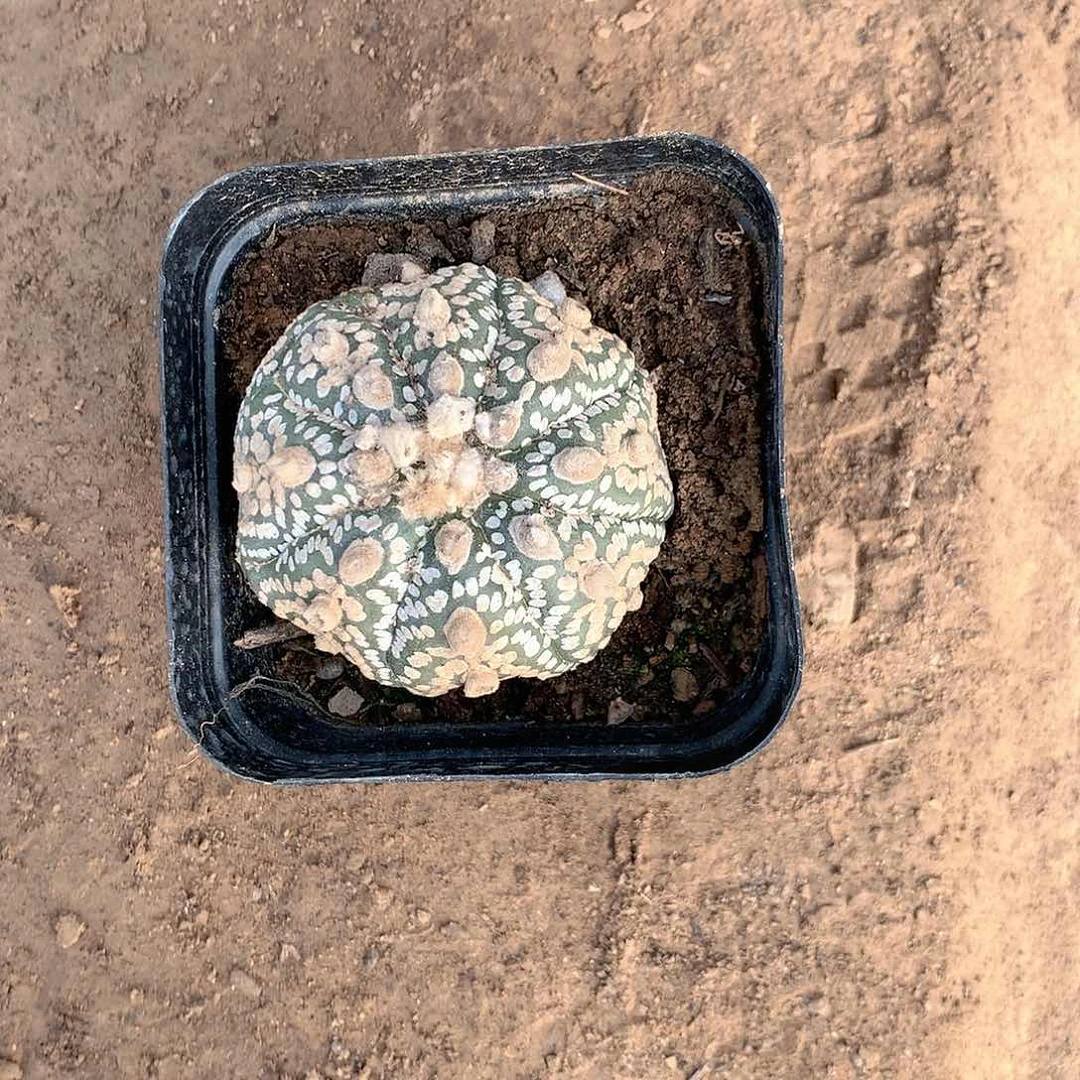 【闪购商品】一兜兜兜