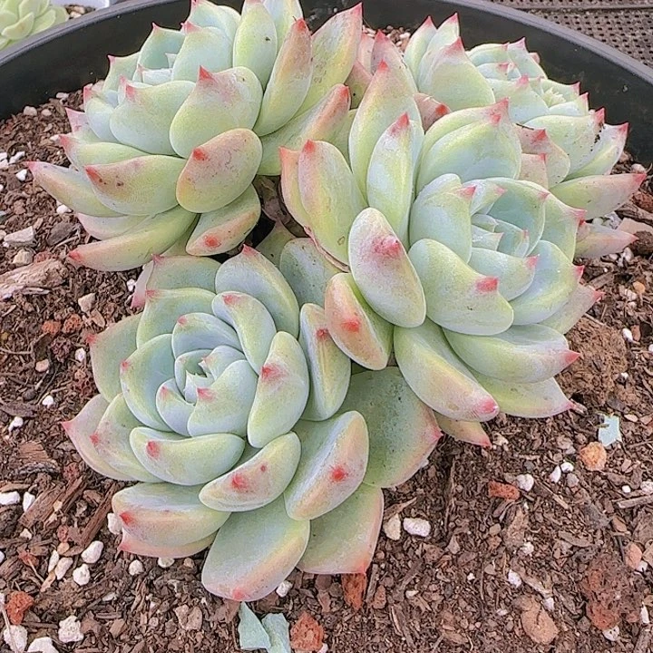 花时光精品多肉30