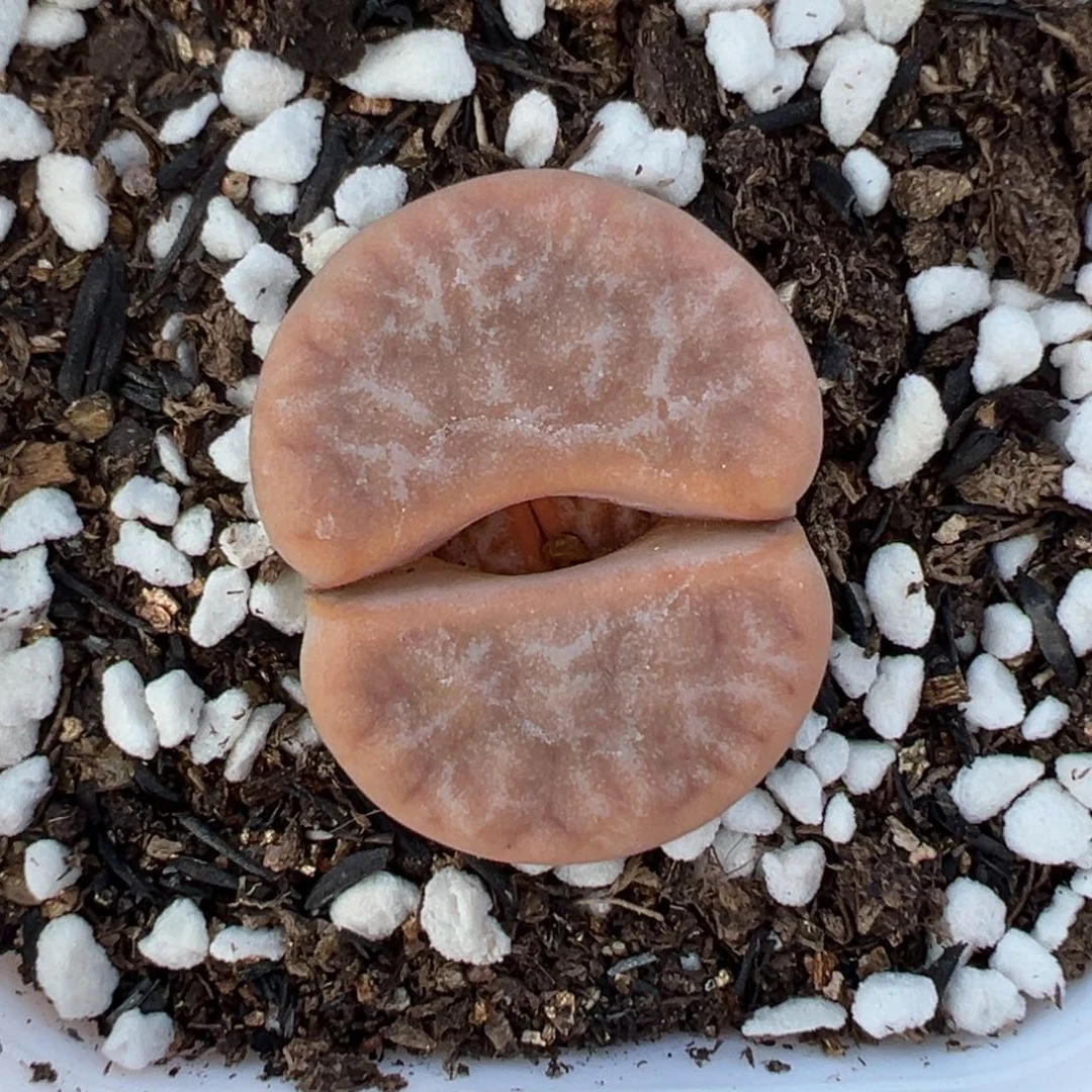 【闪购商品】755……