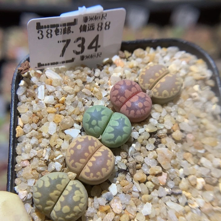 Sss精品生石花734