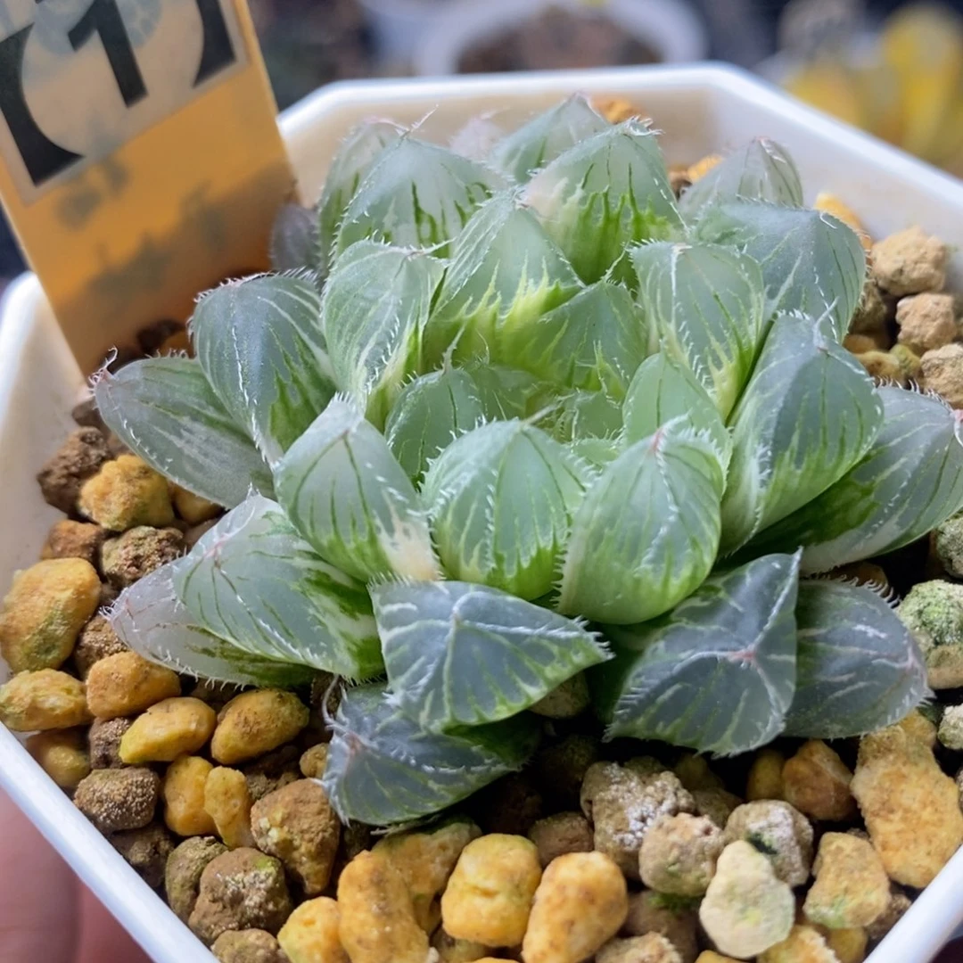 45冰魄玉露锦一物一拍