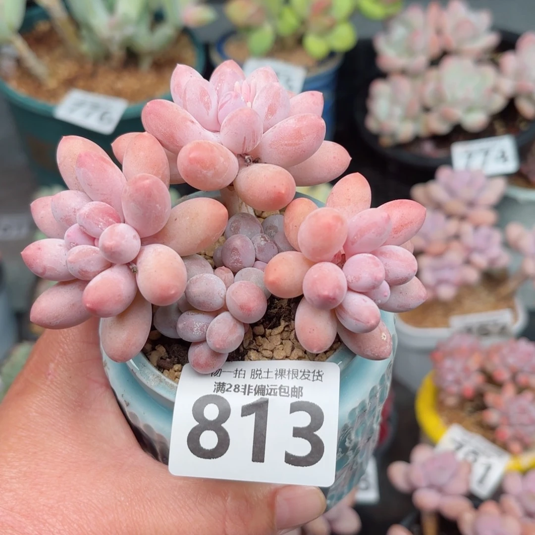 汤圆多肉无盆土发货