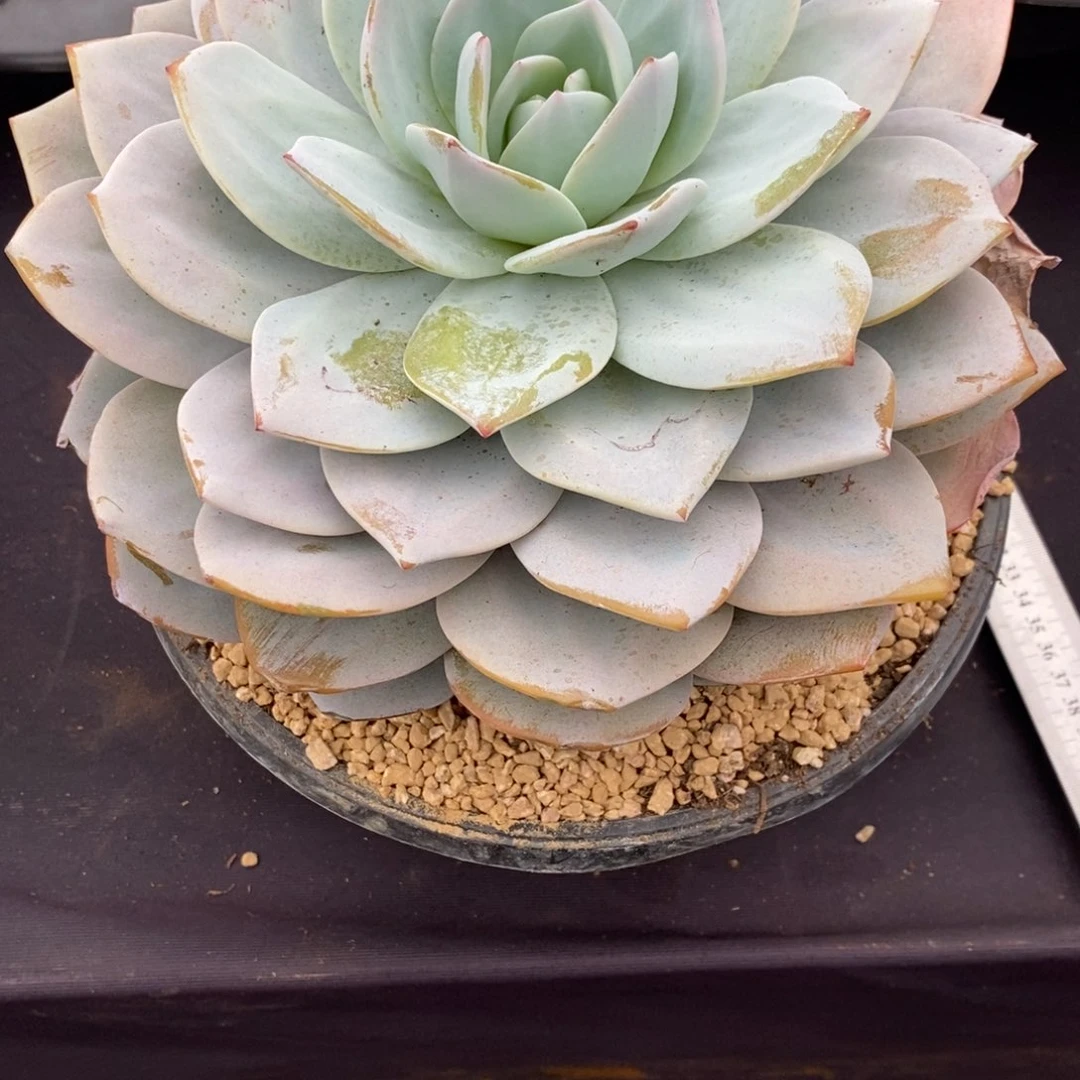 两单包邮1225-79奶茶