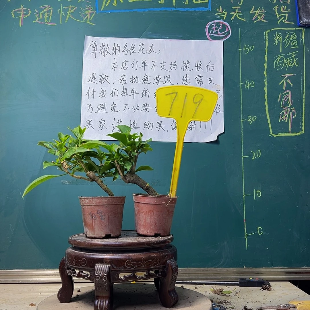 当前无花栽培后可以开花白雪公主掌中宝 盲盒掌中宝719