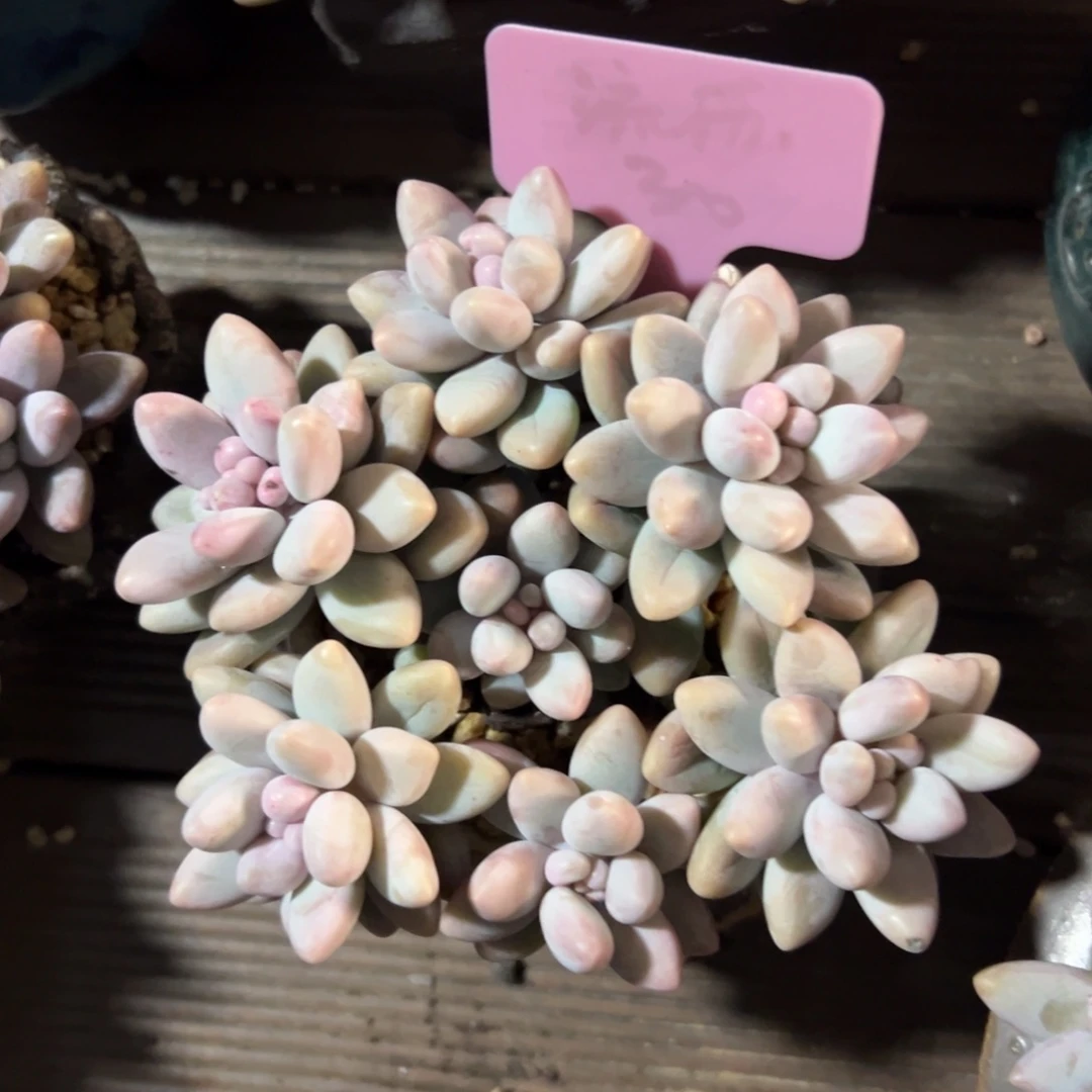 粉色恋人111111111111111