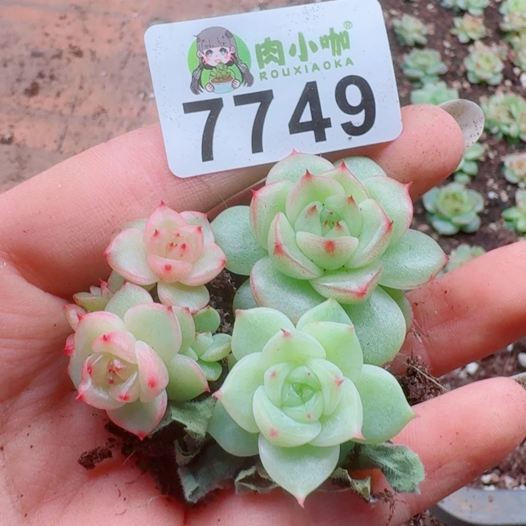 暖****多肉植物多肉植物