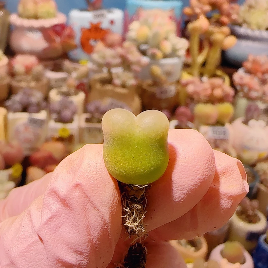 T福利小蟠桃盆口1.5cm