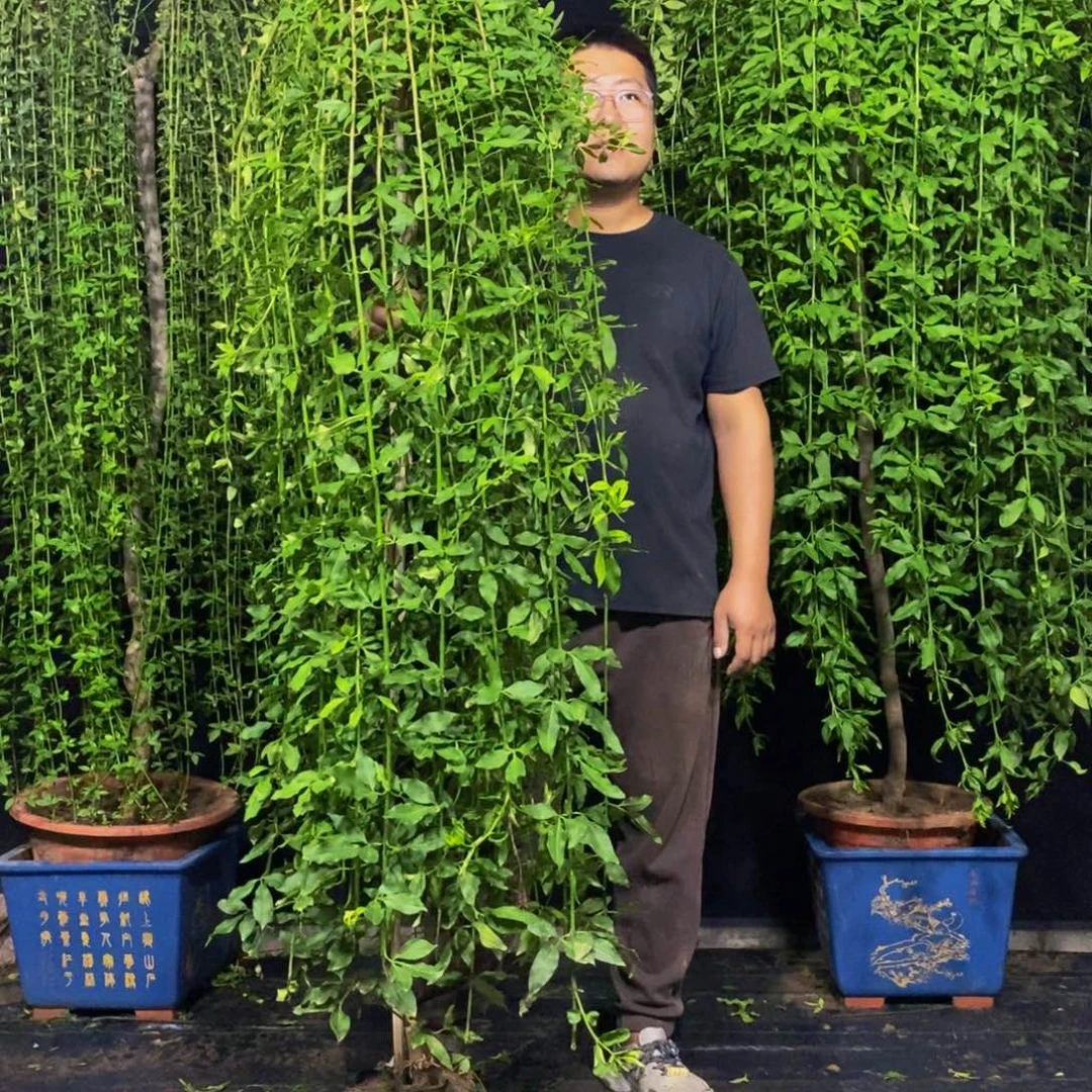 探春花，一物一拍，